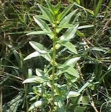 Image result for Ammannia baccifera