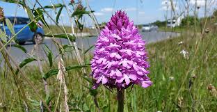 Trouvez des images de stock de purple flowers along old denali highway en hd et des millions d'autres photos, illustrations et images vectorielles de stock libres de droits dans la collection shutterstock. Why Road Verges Are Important Habitats For Wildflowers And Animals Natural History Museum