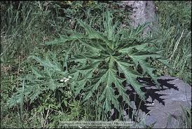 Image result for Heracleum abyssinicum