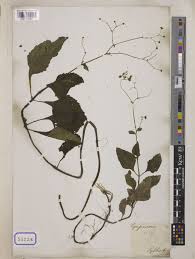 Image result for Adenostemma mauritianum