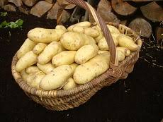 Check spelling or type a new query. Wcf Horticulture First Earlies Are Planted Between February And April And Harvested Between May And July They Are Often Called New Potatoes As They Are Ready To Harvest Before Other Varieties