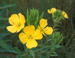 Pin On Garden Flowers