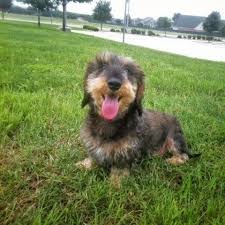 Check spelling or type a new query. Standard Wirehaired Dachshund For Sale In San Marcos Texas Classified Americanlisted Com