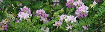 How to kill crown vetch without killing your nearby desirable plants? Getting Rid Of Crown Vetch Melinda Myers