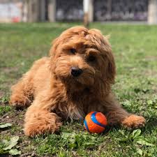 Check spelling or type a new query. My Dog Ate Chocolate And He Was Fine So What S The Big Deal Office For Science And Society Mcgill University