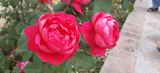 Lovely intensely fruity fragrance, with hints of wine and pear drops. Benjamin Britten Rose The Most My Gardening Diary Facebook