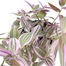 Image result for Tradescantia