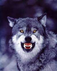 Tweets With Replies By Jason Loui Awolfamongsheep Snarling Wolf Wolf Dog Wolf Photos