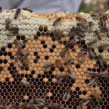 Just 4.8% of respondents believe a single bitcoin is going to be worth $500,000 by 2030 — but the optimists are outnumbered by the 11.8% who think it will. How Much Is A Bee Worth Bee Network
