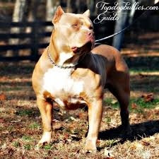 Male red nose pit bull puppy for sale. Xxl Pitbull Blue Xxl Pitbulls Forsale Xl American Bully Largest Pitbull