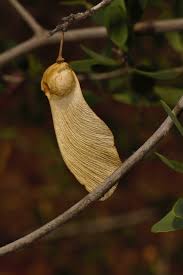 Image result for Securidaca welwitschii