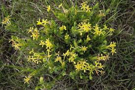 Image result for Gnidia