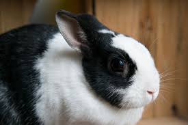 Young black dwarf rabbit sitting on lawn in attentive position. 26 Black And White Rabbit Breeds With Pictures Pet Keen