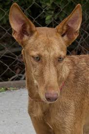 Isac 8 Month Old Male Ibizan Hound Podenco Dog For Adoption At Ravenswood Rescue Cambridgeshire Ibizan Hound Pharaoh Hound I Love Dogs