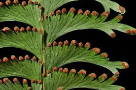 Image result for Lindsaeaceae