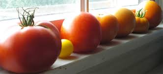 Are Your Tomatoes Getting Sunburn All In