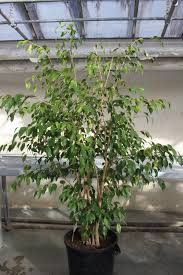 Image result for Ficus benjamina