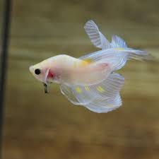 I Am Ready To Fight In 2020 Fish Breeding Betta Fish Types Fish Pet