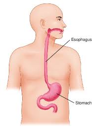 Image result for esophagus