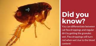 Leaving fleas untreated can lead to lesions and infection, or even develop into more severe diseases. How To Tell If Your Cat Has Fleas 4 Key Signs Pest Strategies