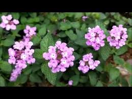 Gambar bunga yang cantik dan. Tanaman Hias Lantana Bunga Cantik Kuat Dan Murah Meriah Youtube