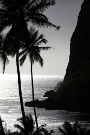 Black And White Ocean Pictures Ocean Shore Black And White Sea Photograph Palm Trees Beach Image Follow Extremegentleman For More Pics Like This Photo Palm Trees Scenery