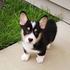 The pembroke welsh corgi puppies are merry and expressive but also intelligent and active. Tri Color Corgi Puppy For Sale Guide At Puppies Addlab Aalto Fi