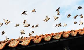 Grackles are ground foragers that eat anything from seeds and fruit to invertebrates and fish. Faqs About Us