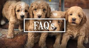 We did not find results for: Doodle Breeder In Texas Sheepadoodles Labradoodles Breeder San Antonio Tx Doodle Breeder