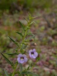 Image result for Aptosimum lineare