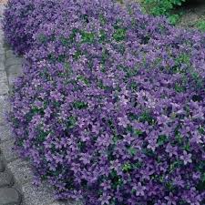 Bodendecker Mit Blatt Und Blutenschmuck Bodendecker Glockenblume Stauden