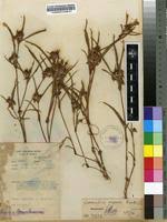 Image result for Commelina aspera