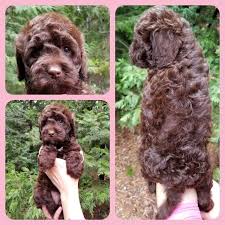 Labradoodle puppies for adoption in california. Boy Black Adopted Born January 20 2020 Labradoodle Puppy Australian Labradoodle Puppies Australian Labradoodle