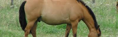 Home » unlabelled » image en coulere cheval au pat a imprimer gratuit : Genetique Des Robes Le Gene Dun