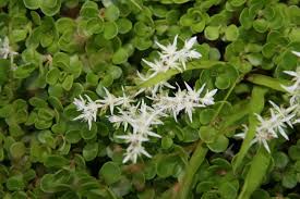In the right conditions it can double in surface area in less than a year, and provides a highly tailored look, highlighting even the smallest and most delicate native plants and wildflowers. The Best Ground Cover Plants To Use In Your Landscape