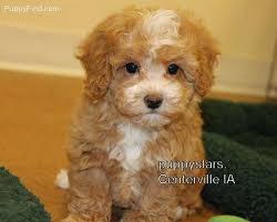 Malti Poo Pictures 563m004pdvh Cuddly Animals Cute Animals Pretty Animals
