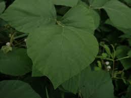 Image result for Neonotonia