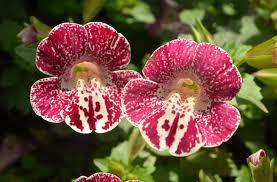 Image result for Mimulus