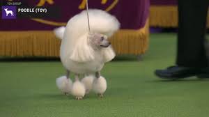 The 144th annual westminster kennel club dog show will feature 204 breeds with 2,630 entries from 49 states, and a best in show award, all broadcast on. Poodles Toy Breed Judging 2020 Youtube