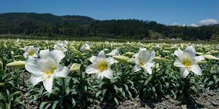 Plant the lily to the depth it was in its pot, and add a layer of mulch to keep the soil cool. Easter Lily How To Take Care Regrow Easter Lily Outside Livinghours