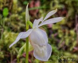 Image result for Microcoelia bulbocalcarata