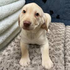 Manhattan Puppies Kittens Labrador Labradorretriever Labradorpuppy Yellowlab Labradorretrieverpuppy Cute Puppies Manhattanpuppiesandkittens Manhattan Newyork Newyorkcity Facebook