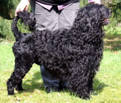 Spanish Water Dog Breed Profile – Top Dog Tips