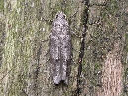 Image result for Exoteleia dodecella