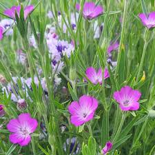 Image result for Agrostemma githago