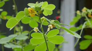 Image result for Senna obtusifolia