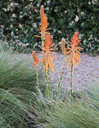 Periodically blooms with orange flowers. Mighty Orange Aloe Is A Mid Sized Tough Plant Emporium Range