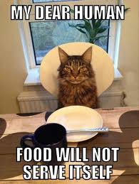 Cats Food Animal Captions Funny Animals Funny Animal Memes