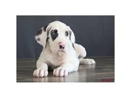 Great danes are the world's biggest lapdogs. Great Dane Dog Female Black White 2687136 Petland Carriage Place