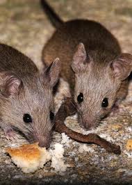 How to keep mice out of your house naturally use peppermint essential oil mice use their noses to locate food. How To Keep Mice Out Of Your Rv Camper Seal Repel Remove Gudgear